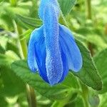 Salvia patens Кветка