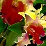 Cattleya spp. Kvet