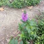 Lythrum salicaria Flower