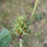 Trifolium scabrum 果實