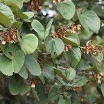 Piliostigma thonningii Λουλούδι
