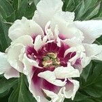 Paeonia rockii Flor