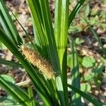Carex acutiformis Lorea