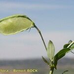 Lathyrus amphicarpos Fruit