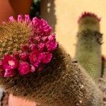 Mammillaria backebergiana 花