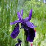 Iris chrysographes Outro