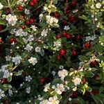 Cotoneaster dammeriКвітка