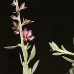 Krameria ixine Flower