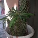 Pachypodium lamerei Συνήθη χαρακτηριστικά