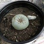 Lophophora diffusa Φύλλο