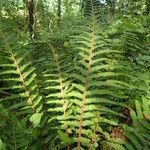 Polystichum aculeatum List