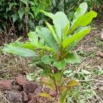 Sideroxylon mirmulans Leaf