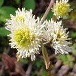 Fothergilla gardenii 花