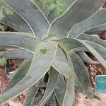 Aloe striata Folio