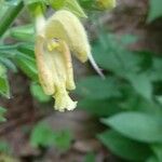 Salvia glutinosa Fleur