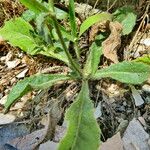 Helminthotheca echioides Leaf