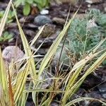 Hakonechloa macra Frunză