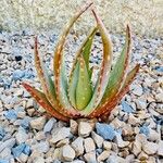 Aloe gariepensis Leaf