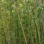 Phyllostachys viridiglaucescens Hábito