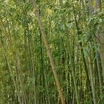 Phyllostachys viridiglaucescens موطن