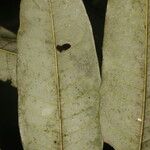 Alfaroa manningii Leht