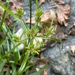 Cyperus eragrostis Kvet