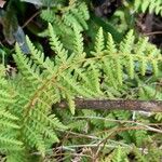 Woodsia montevidensis पत्ता