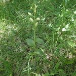 Cephalanthera damasonium Habit