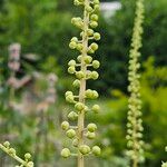 Actaea racemosa Blüte