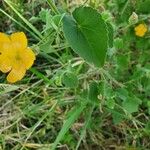 Abutilon mauritianum Ліст