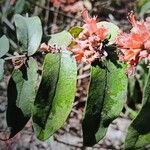 Woodfordia fruticosa Flor