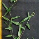 Ichnanthus nemorosus その他の提案