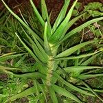 Aloe striatula ᱥᱟᱠᱟᱢ