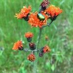 Pilosella aurantiacaFlower