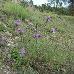 Centaurea paniculata Hábito