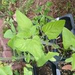 Salvia coccinea Folha