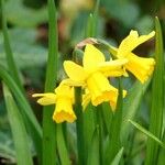 Narcissus jonquilla अन्य