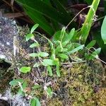 Bulbophyllum minutum Habitus