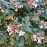 Abelia x grandiflora Flower