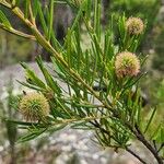 Ricinocarpos pinifolius Blad