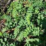 Coronilla viminalis Hoja