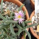 Delosperma harazianum Flor