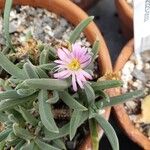 Delosperma harazianum