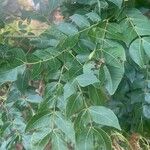 Albizia zygia Hoja