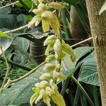 Mucuna pruriens Flower