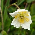 Ranunculus kuepferi Flower