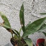 Gongora galeata Leaf