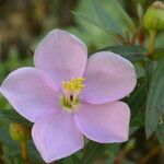 Osbeckia nutans Fleur