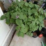 Plectranthus fruticosus Blatt