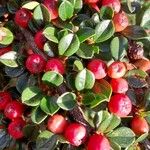 Cotoneaster horizontalis Blad